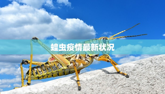 杭州阜阳最新疫情情况：科学防控，共筑健康防线