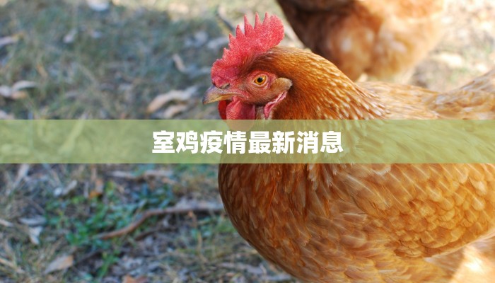 室鸡疫情最新消息