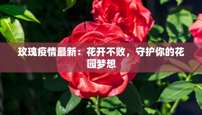 玫瑰疫情最新：花开不败，守护你的花园梦想